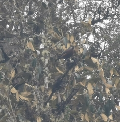 Conirostrum binghami