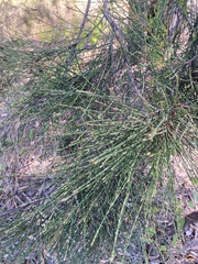 Casuarina cristata