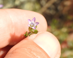 Gilia clivorum
