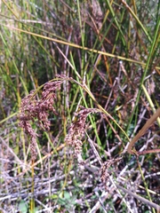 Machaerina articulata