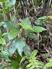 Perrottetia sandwicensis