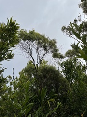 Metrosideros tremuloides