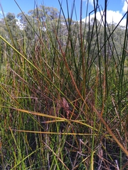 Machaerina articulata