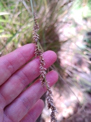 Carex tereticaulis