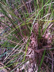 Carex tereticaulis
