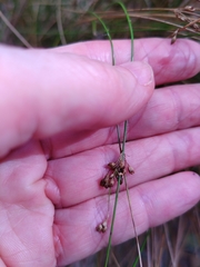 Juncus pauciflorus