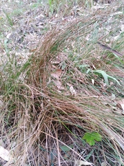 Juncus pauciflorus