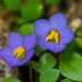 Persian Violet - Photo (c) Morten Ross, some rights reserved (CC BY-NC), uploaded by Morten Ross