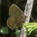 Callophrys mossii marinensis - Photo (c) Cat Chang, alguns direitos reservados (CC BY-NC), uploaded by Cat Chang