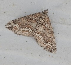 Perizoma custodiata