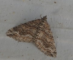Perizoma custodiata
