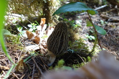 Morchella tridentina