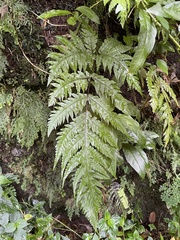 Tectaria gaudichaudii