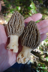 Morchella tridentina