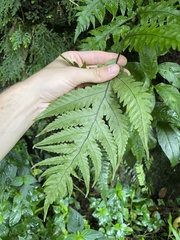 Tectaria gaudichaudii