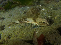 Chitonotus pugetensis