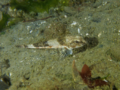 Chitonotus pugetensis