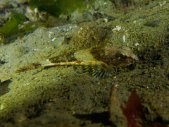 Chitonotus pugetensis