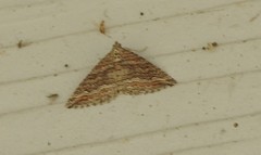 Perizoma custodiata