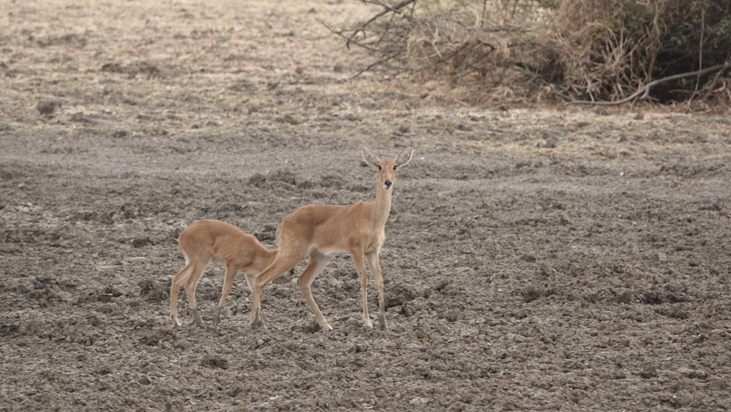 Redunca redunca, Zakouma NP, by dougmacsafaris