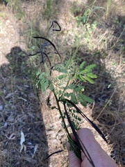 Desmanthus pernambucanus