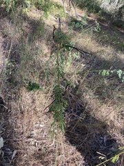 Desmanthus pernambucanus