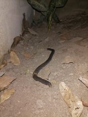 Dermophis mexicanus