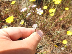 Hesperolinon congestum