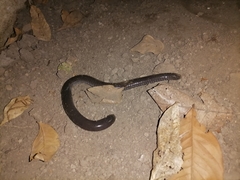 Dermophis mexicanus
