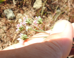 Hesperolinon congestum