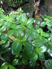 Peperomia urvilleana