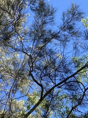 Casuarina cristata