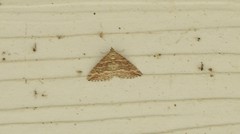 Perizoma custodiata