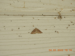 Perizoma custodiata