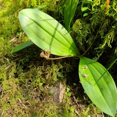 Scoliopus hallii