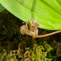 Scoliopus hallii