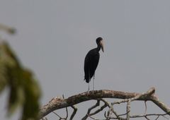 Anastomus lamelligerus