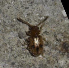 Psammoecus trimaculatus