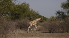 Giraffa camelopardalis antiquorum