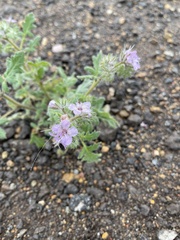 Phacelia cicutaria hispida