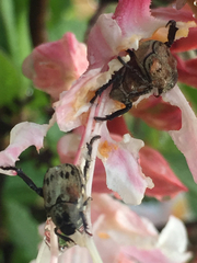 Hoplia