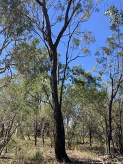 Eucalyptus coolabah