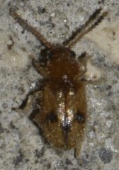 Psammoecus trimaculatus