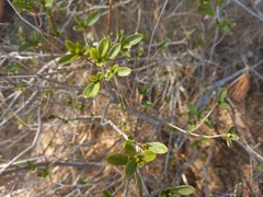 Rhododendron mucronulatum