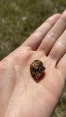 Tuber gibbosum