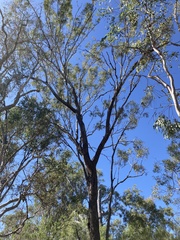 Eucalyptus coolabah