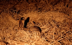 Leptailurus serval constantina