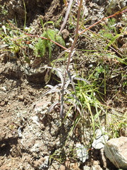 Streptanthus glandulosus niger