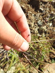 Streptanthus glandulosus niger