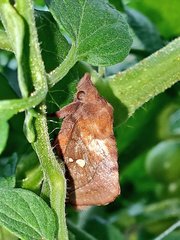 Euthrix albomaculata